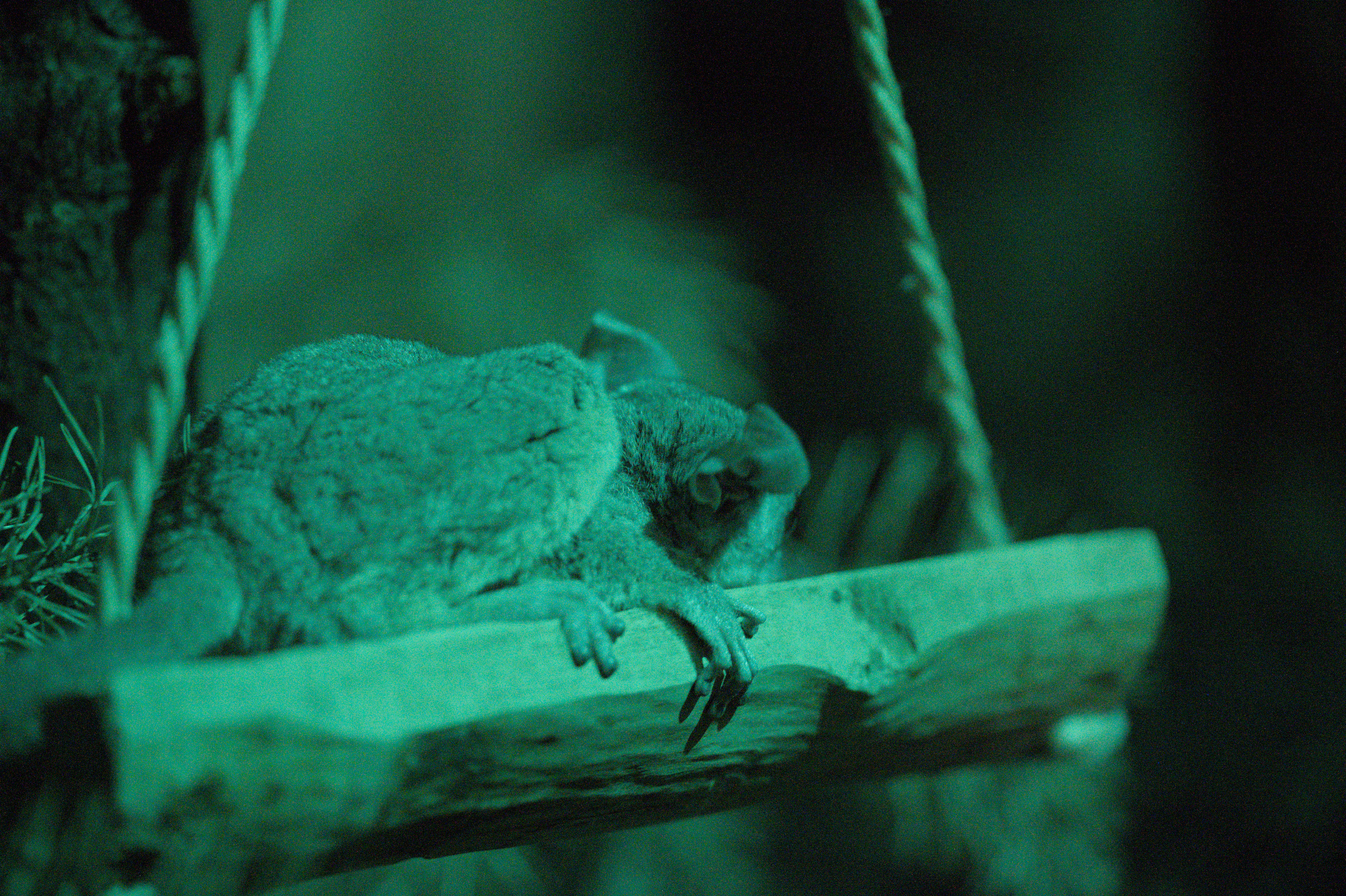 2025/10/12 - zoo/DSC_0288.jpg